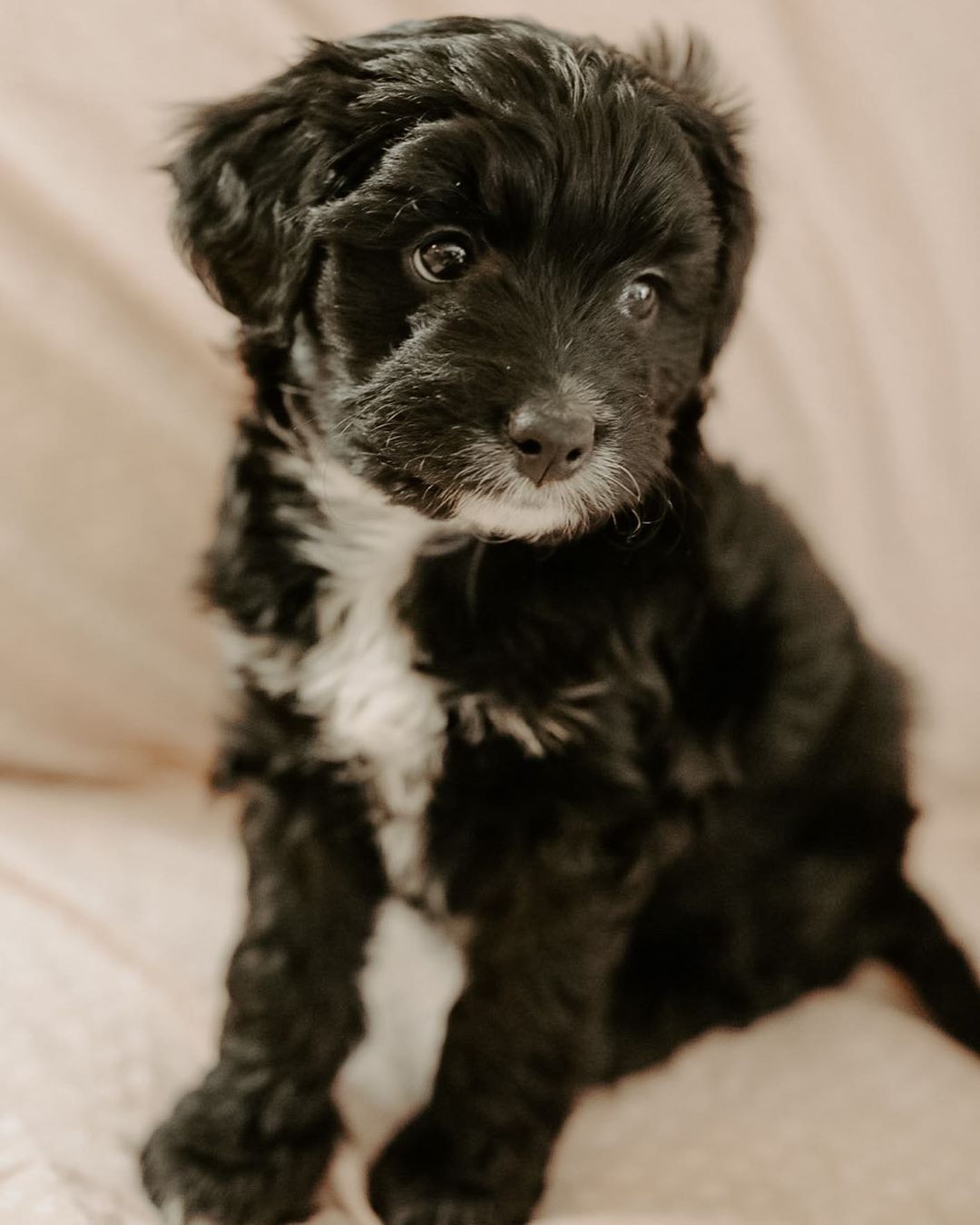 Aussiepoo Guide: The Aussiedoodle Dog Explained Love Doodles