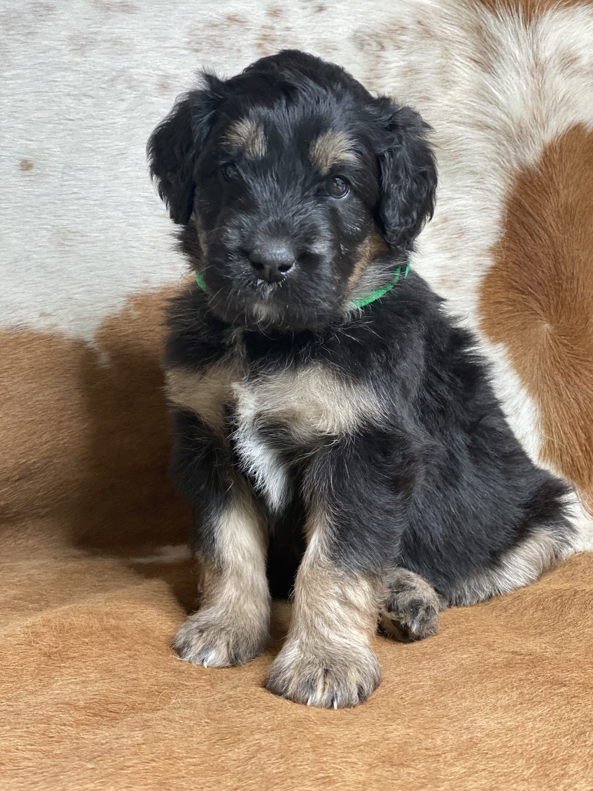 Aussiedoodle Colors & Coat Types
