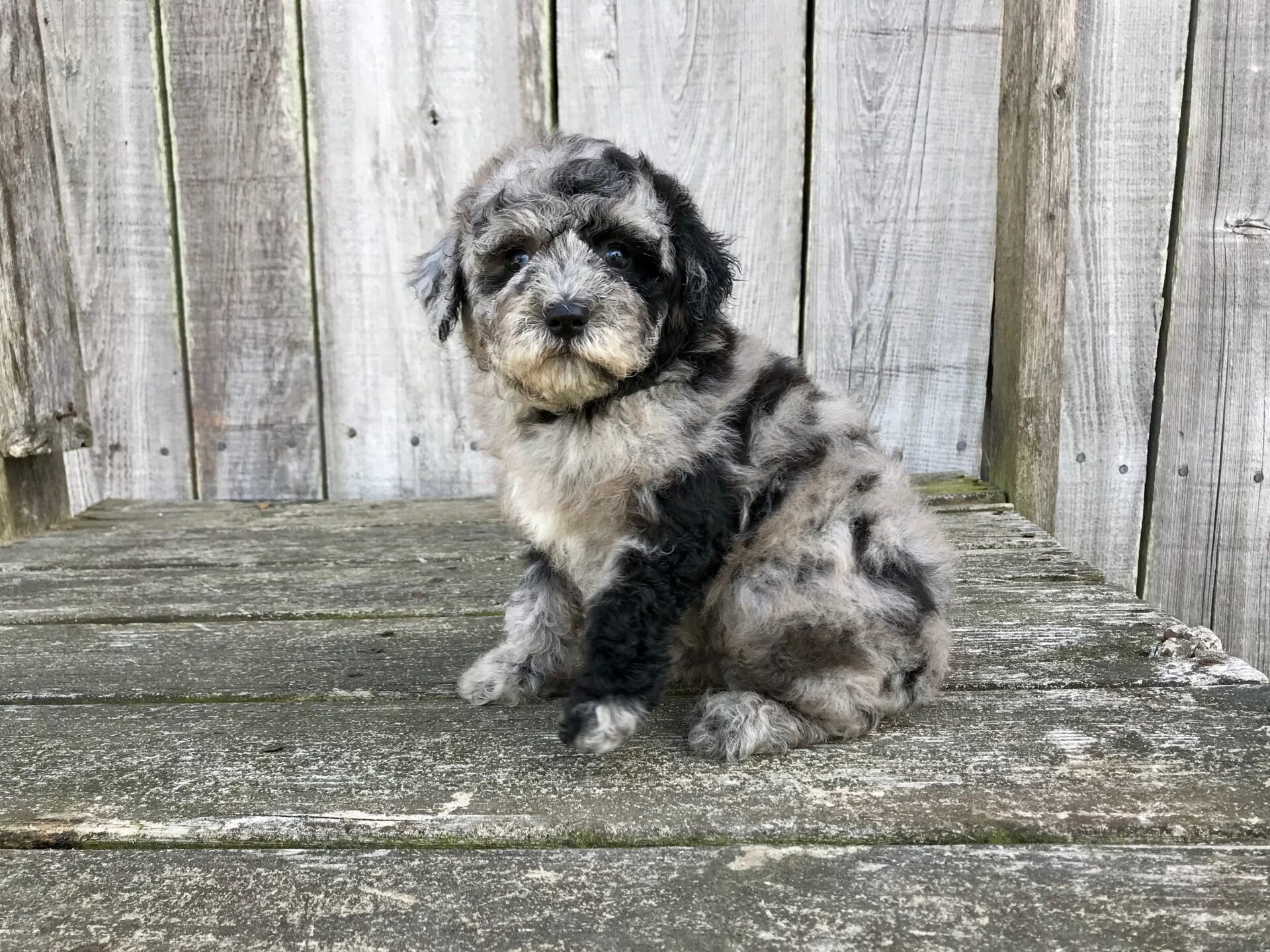 Suri X Pretzel Mini Aussiedoodle DOB 7 14 2019 Photo Posted 9 2 2019 R Doodles
