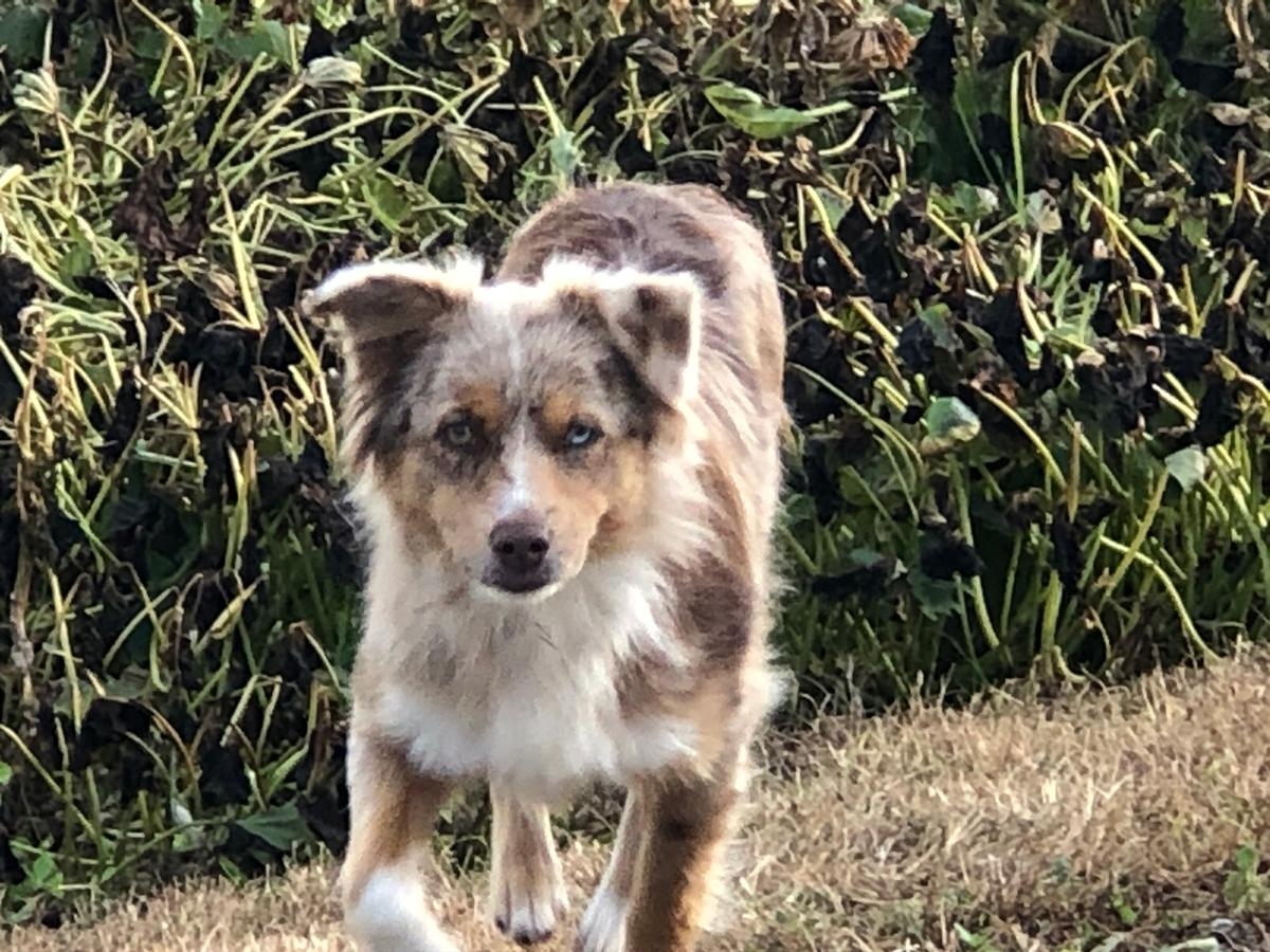 Mini Aussie Doodles Puppies