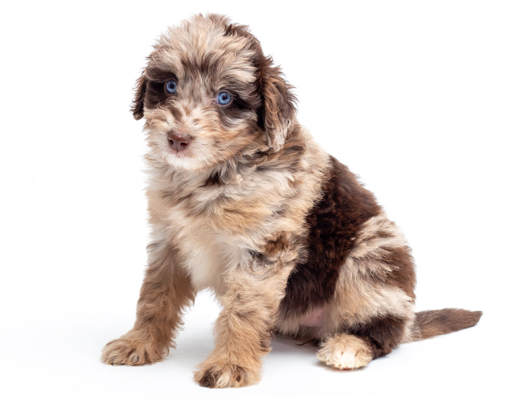 See the coat colors of AussieDoodles, SheepaDoodles, and BerneDoodles