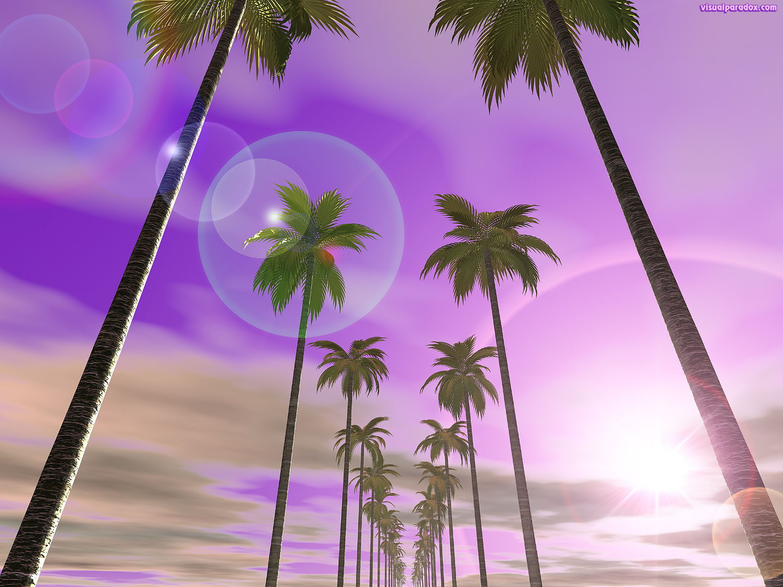 Free 3D Wallpaper 'Palm Row' 1600x1200
