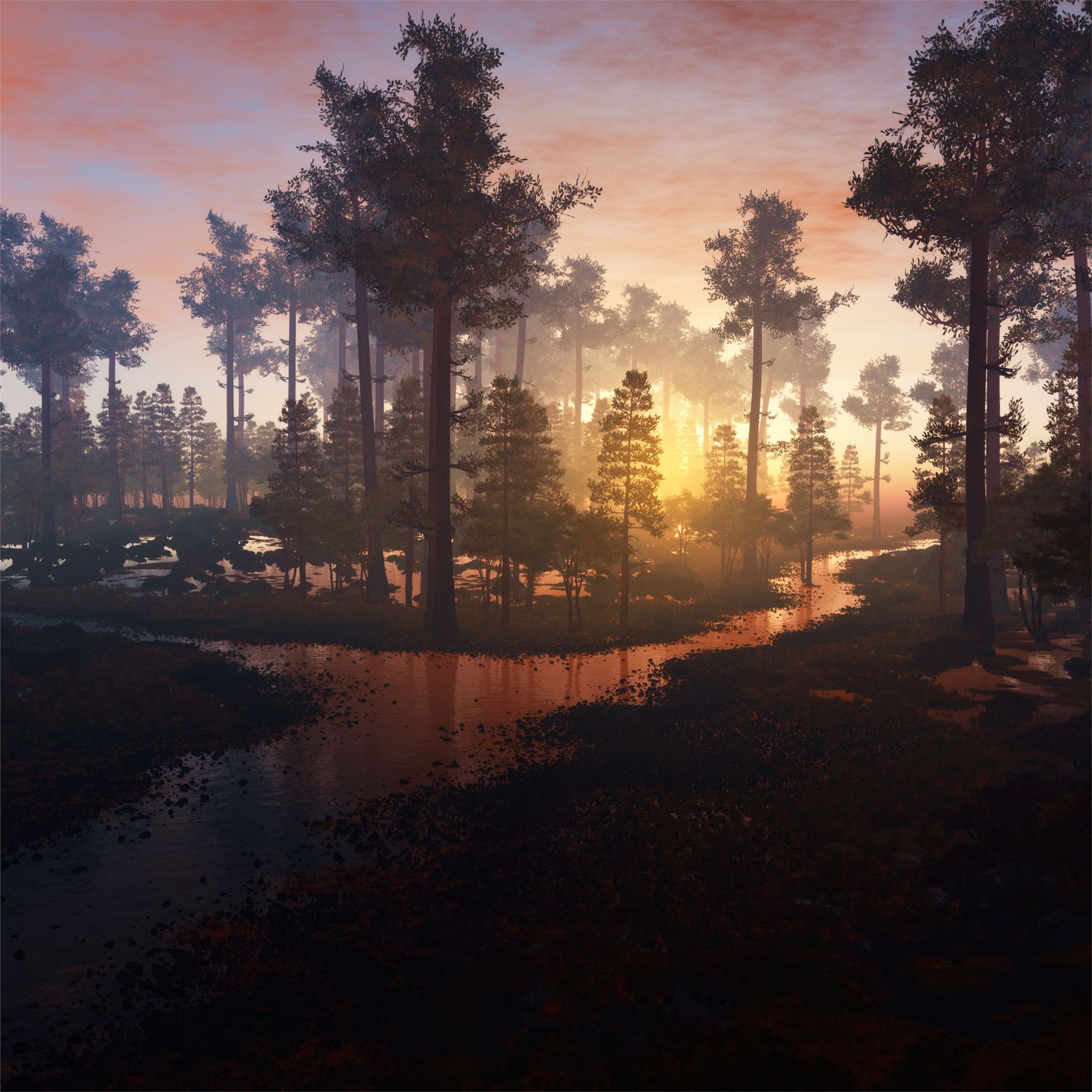 beautiful morning in forest 4k iPad Wallpaper Free Download