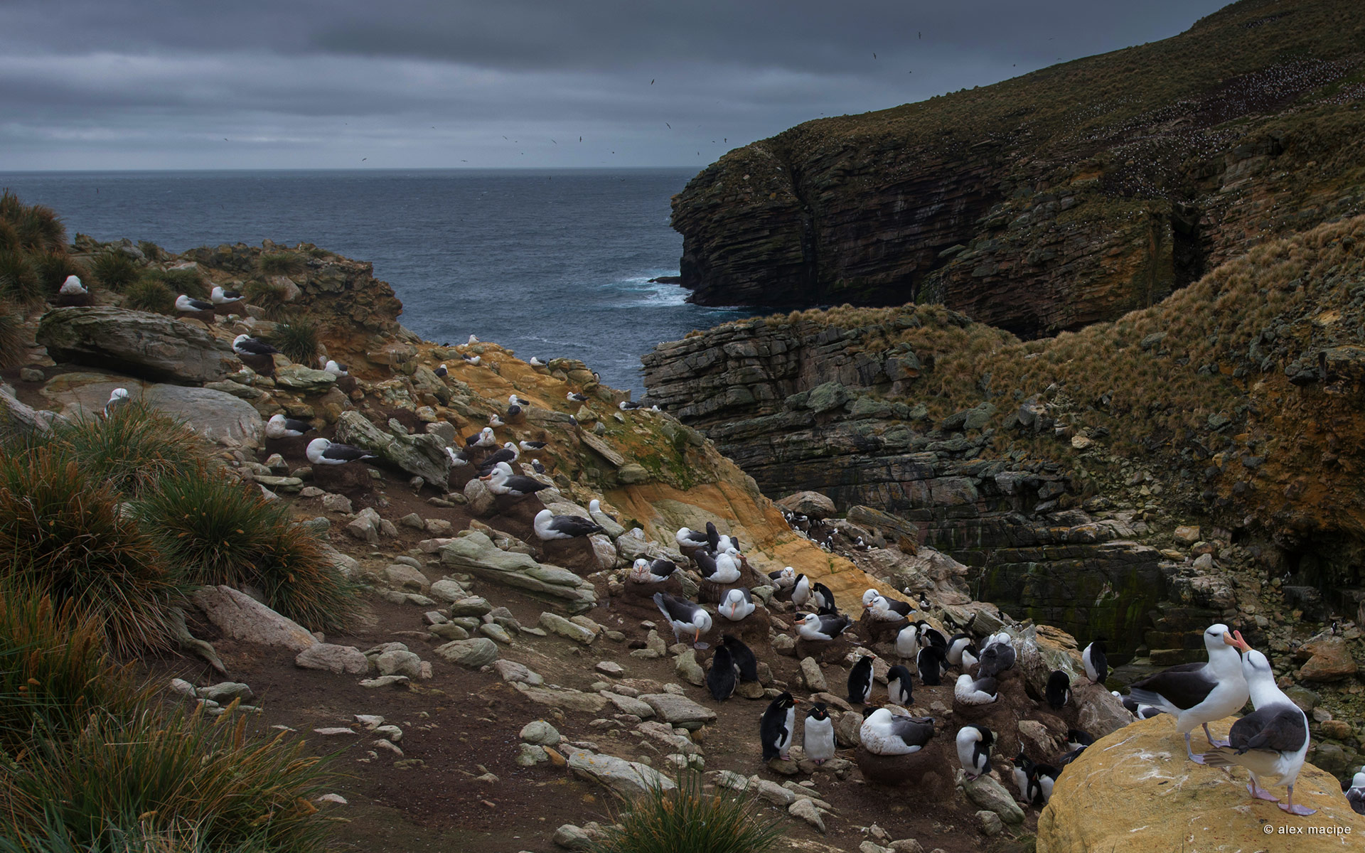 Falkland Islands Islas Malvinas Phototour Mike Reyfman Photography. Fine Art Prints. Stock Image, Nature Abstracts. Landscapes, People, Travel Photography