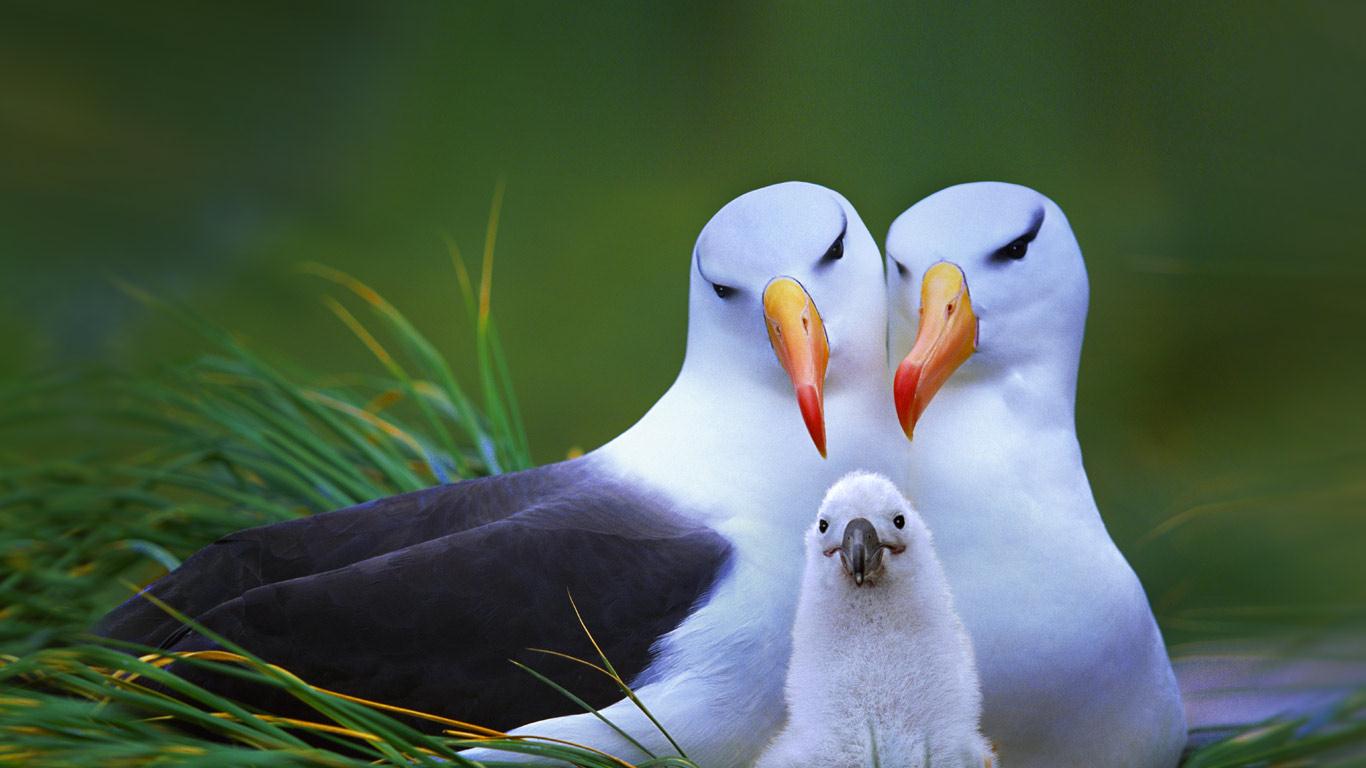 Black Browed Albatross Family On Steeple Jason Island, Falkland Islands (Islas Malvinas) (© Steve Bloom Image)