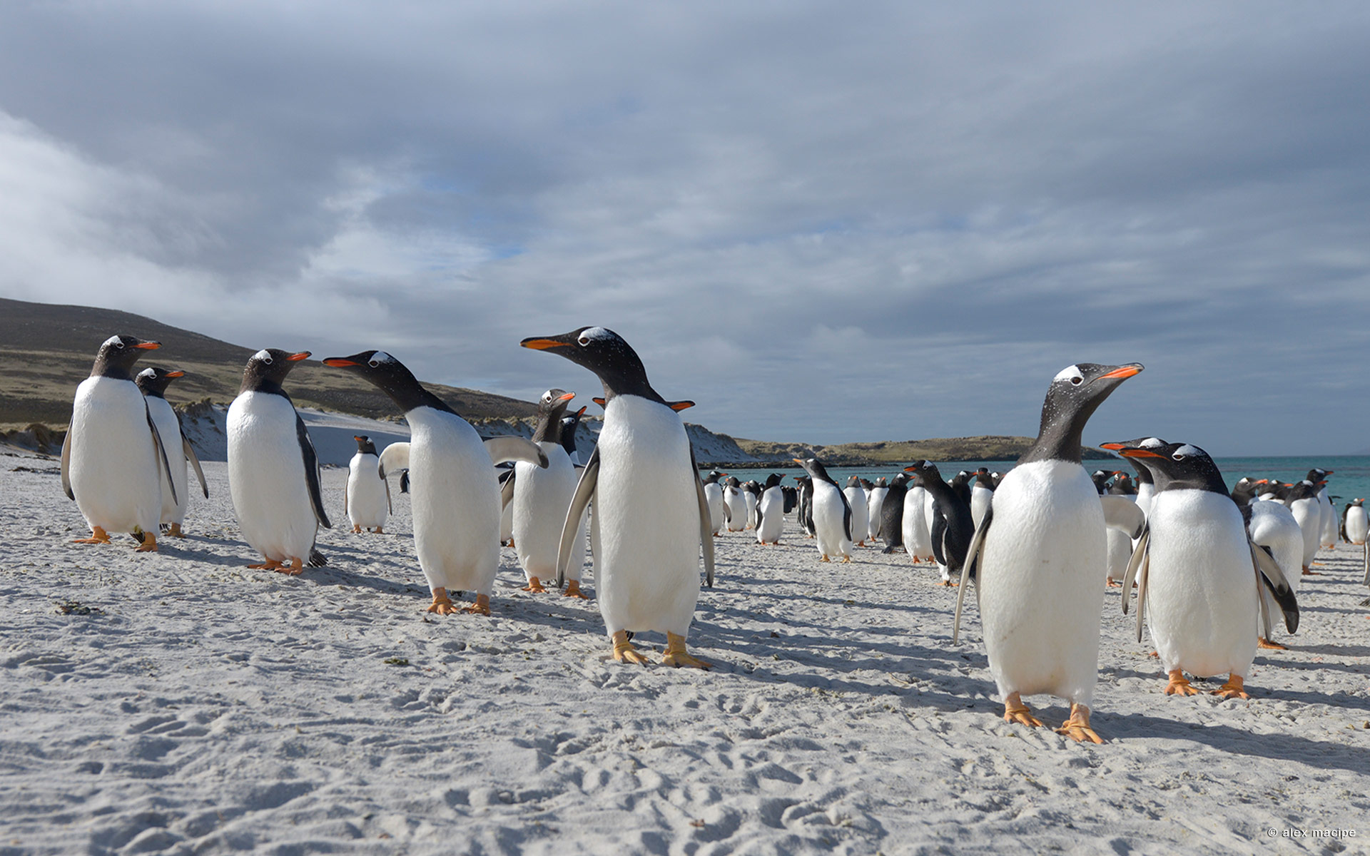 Falkland Islands Islas Malvinas Phototour Mike Reyfman Photography. Fine Art Prints. Stock Image, Nature Abstracts. Landscapes, People, Travel Photography