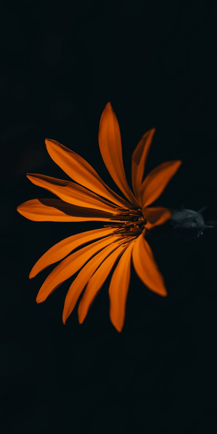 Flower, orange, dark, 1080x2160 wallpaper. Dark wallpaper, Orange wallpaper, Orange aesthetic