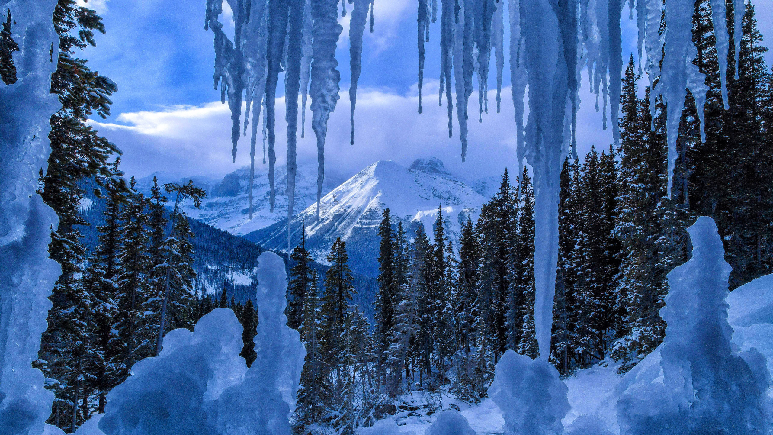 Canada Earth Forest Ice Jasper National Park Tree Winter Wallpaper:2560x1440