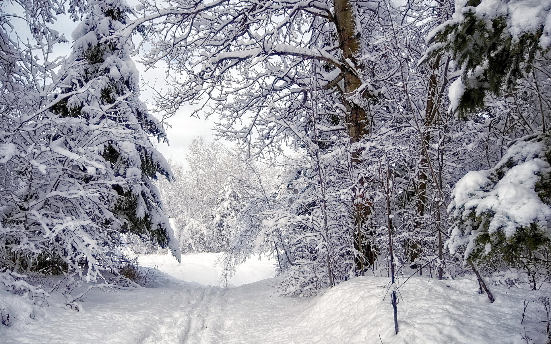 Winter in the Canadian forest. Download widescreen nature background for mobile devices