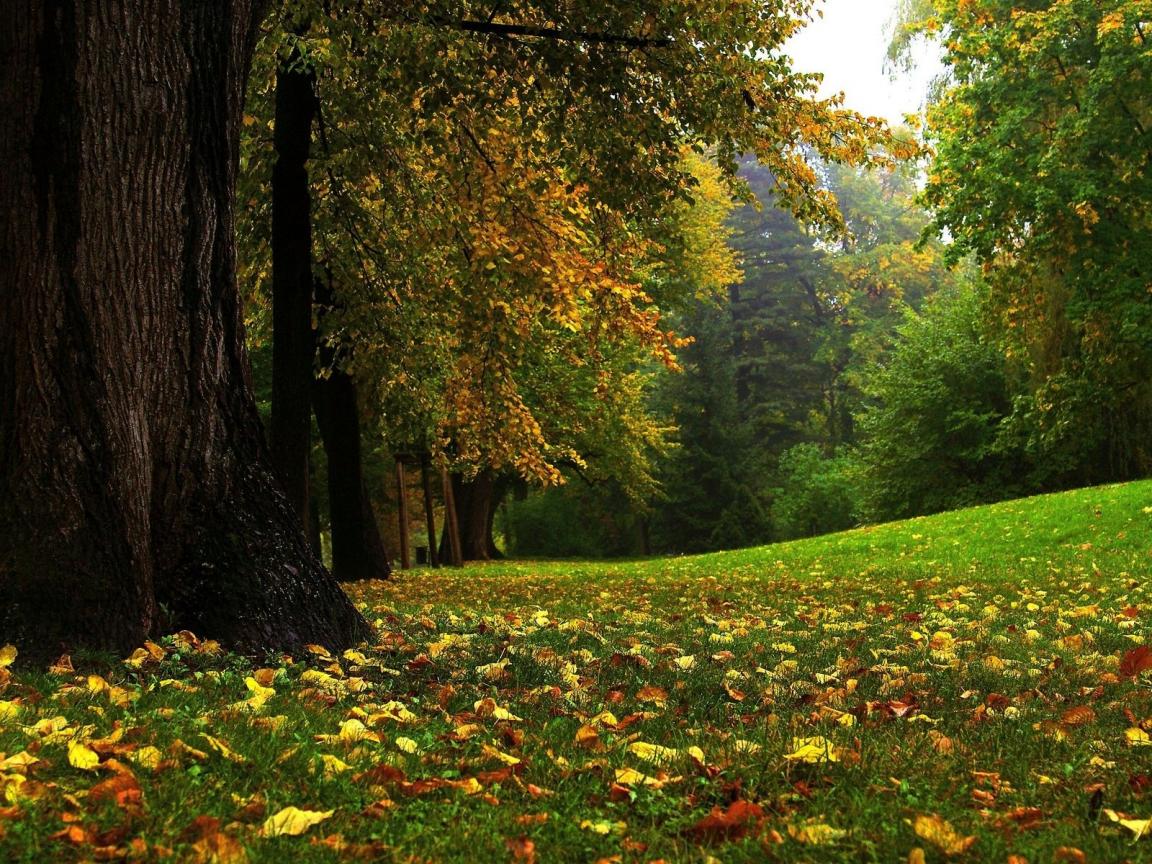 Free download Nature Wallpaper Summer Garden Forest Nature Wallpaper [1152x864] for your Desktop, Mobile & Tablet. Explore Free Summer Garden Desktop Wallpaper. Flower Garden Wallpaper for Desktop, Free Garden