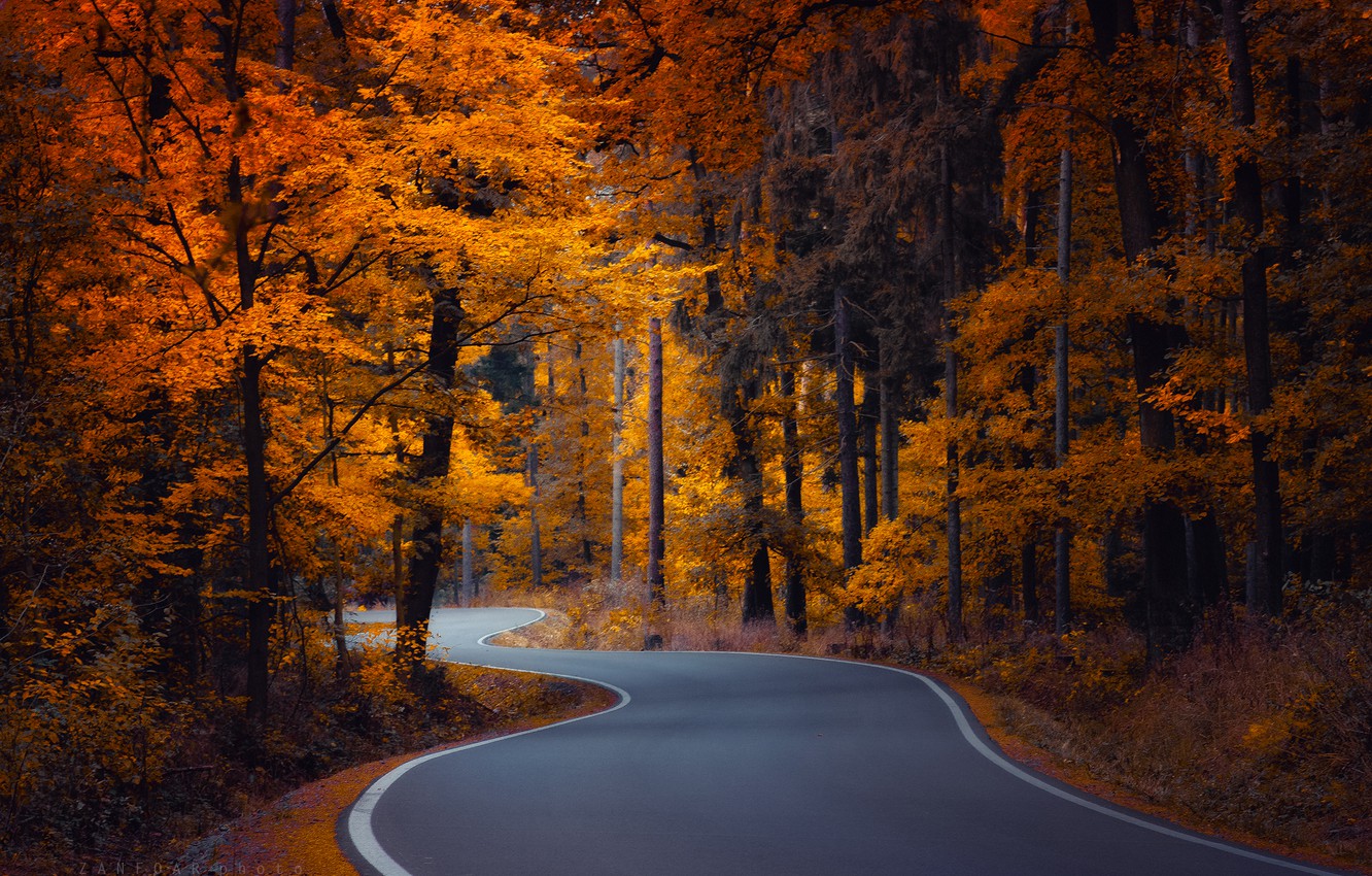 Wallpaper road, autumn, forest, trees, Czech Republic, winding image for desktop, section природа