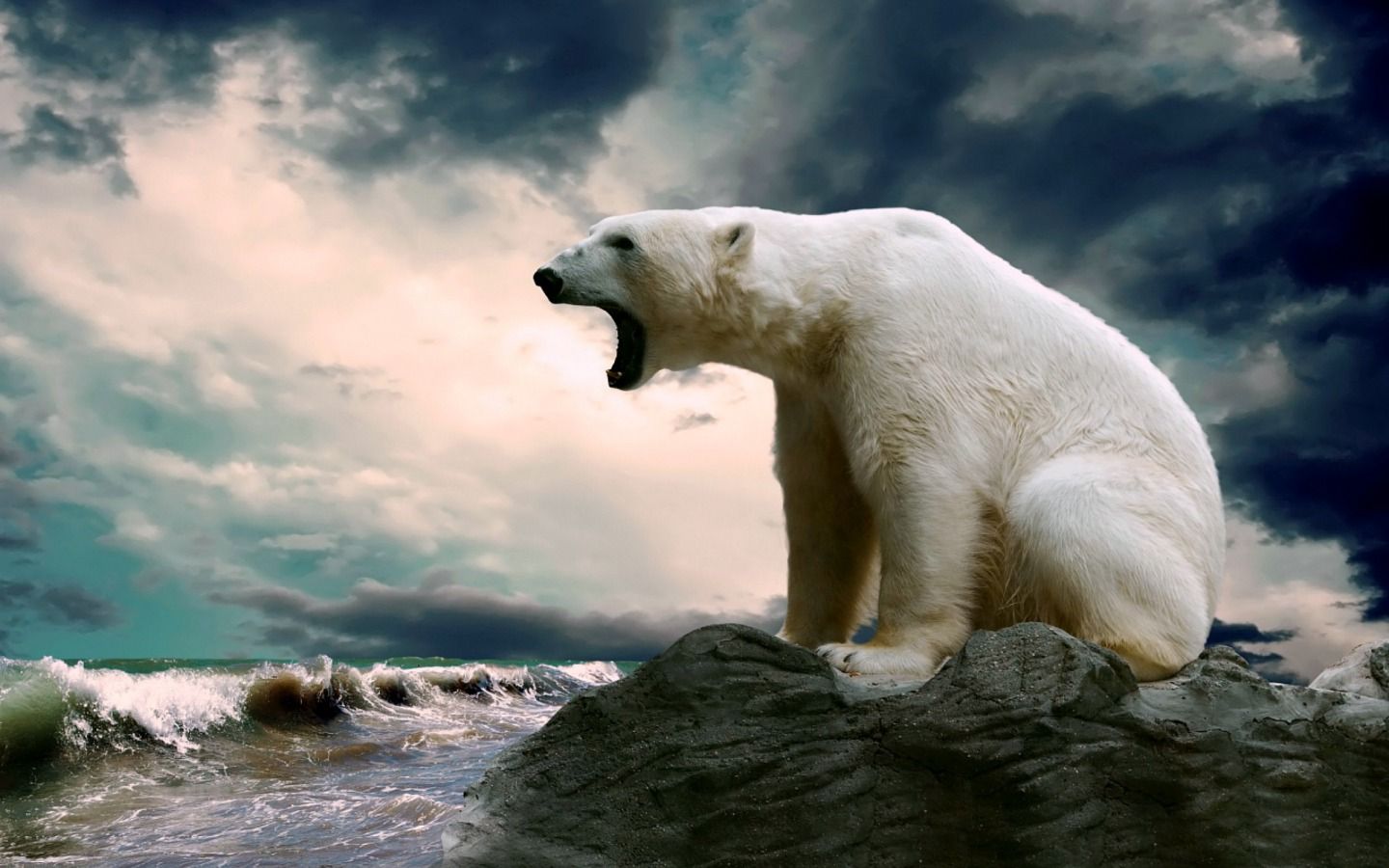 Animals Wallpaper: Polar Bear. Polar bear wallpaper, Polar bear, White polar bear