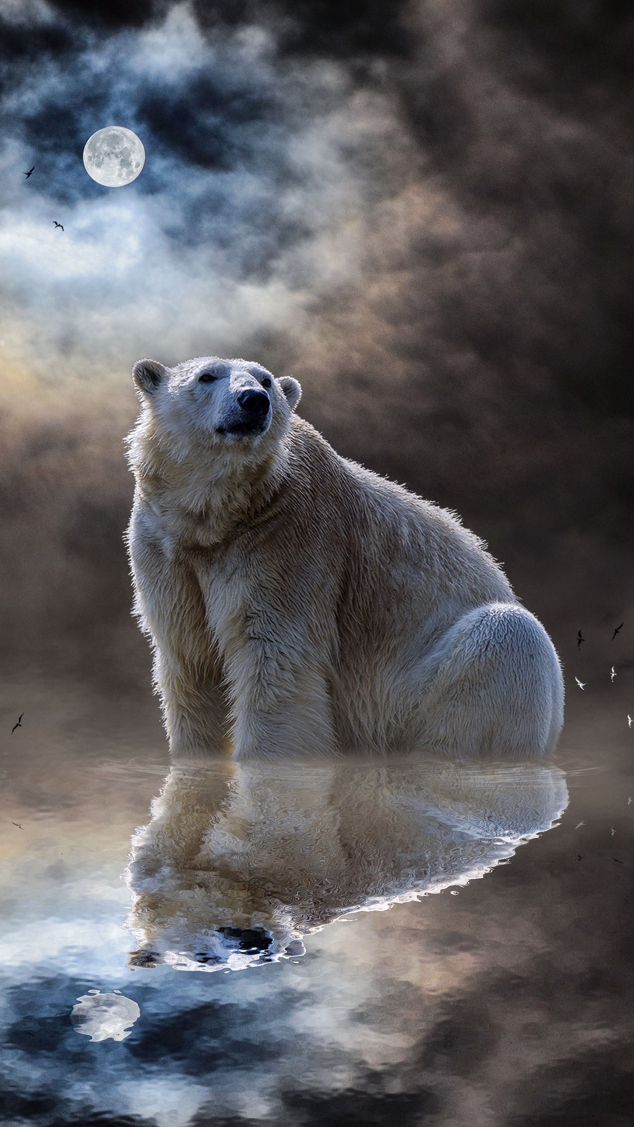 Cool Polar Bear Wallpaper
