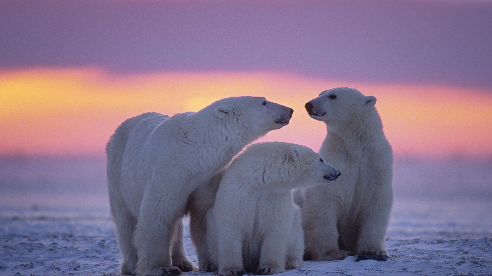 Polar Bear Family Laptop Full HD 1080P HD 4k Wallpaper, Image, Background, Photo and Picture