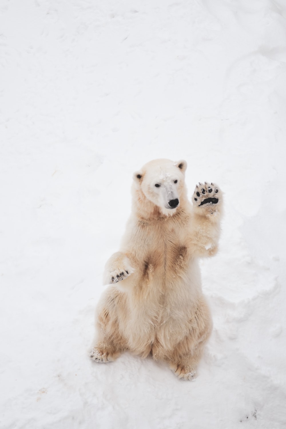 Polar Bear Picture. Download Free Image