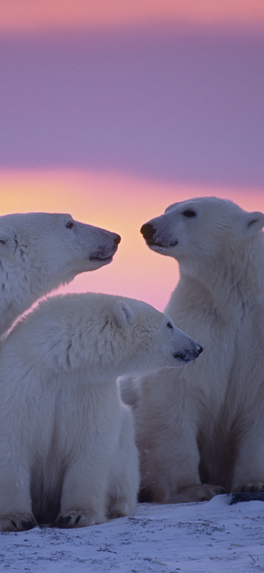 Polar Bear Family iPhone XS, iPhone 10, iPhone X HD 4k Wallpaper, Image, Background, Photo and Picture