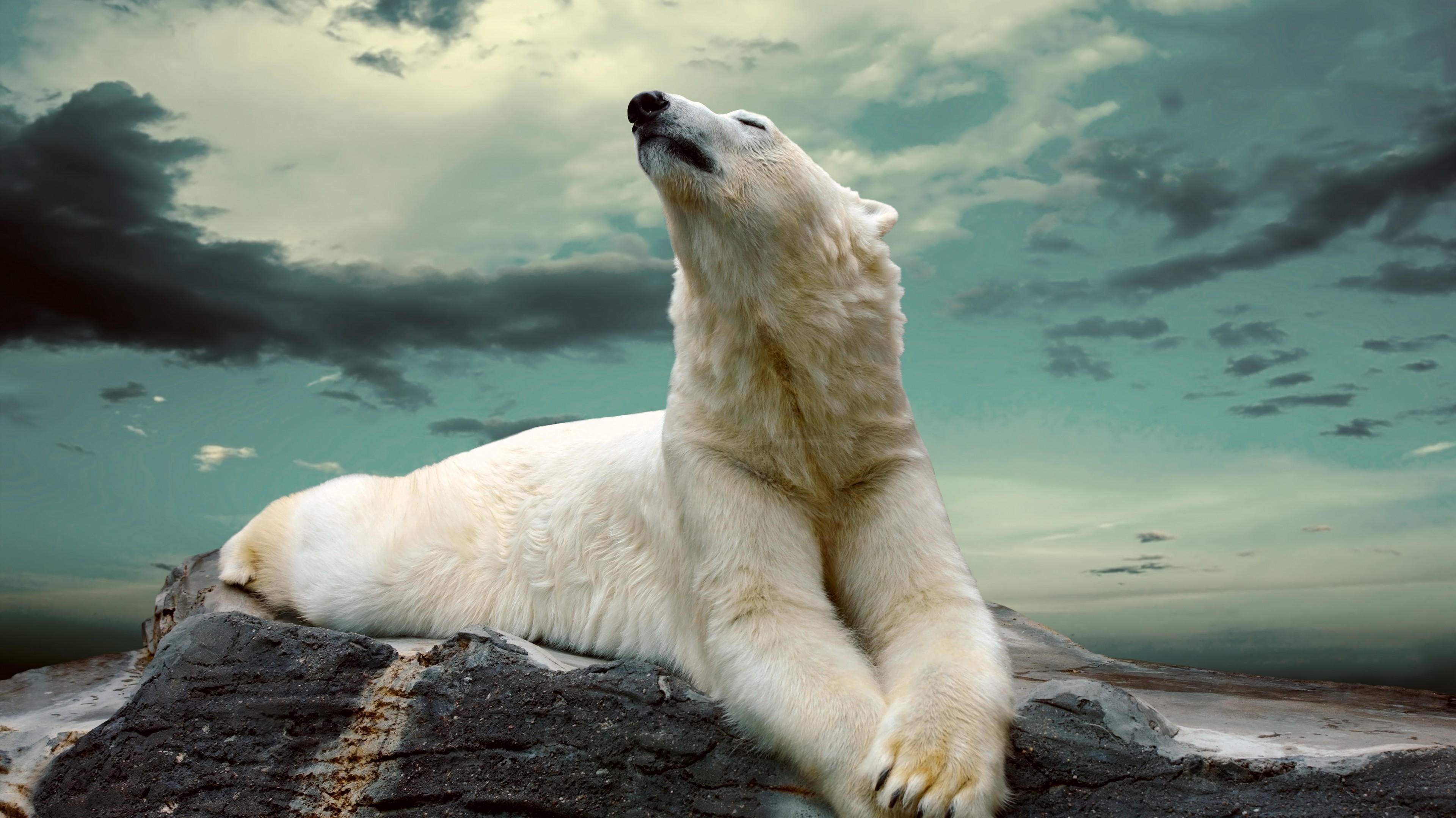 Wallpaper polar bear, cute animals, sky, clouds, 8k, Animals