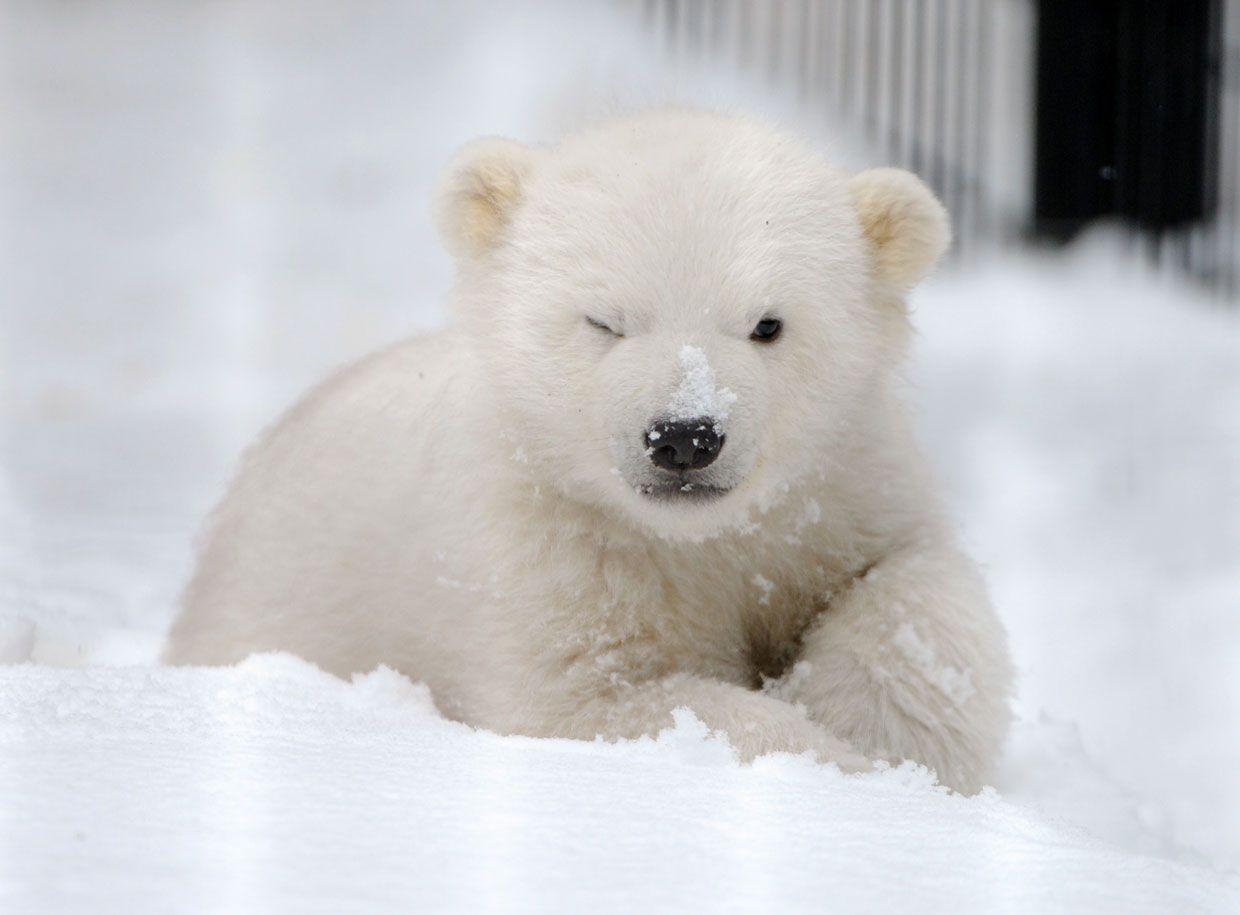 Baby Polar Bear Wallpaper