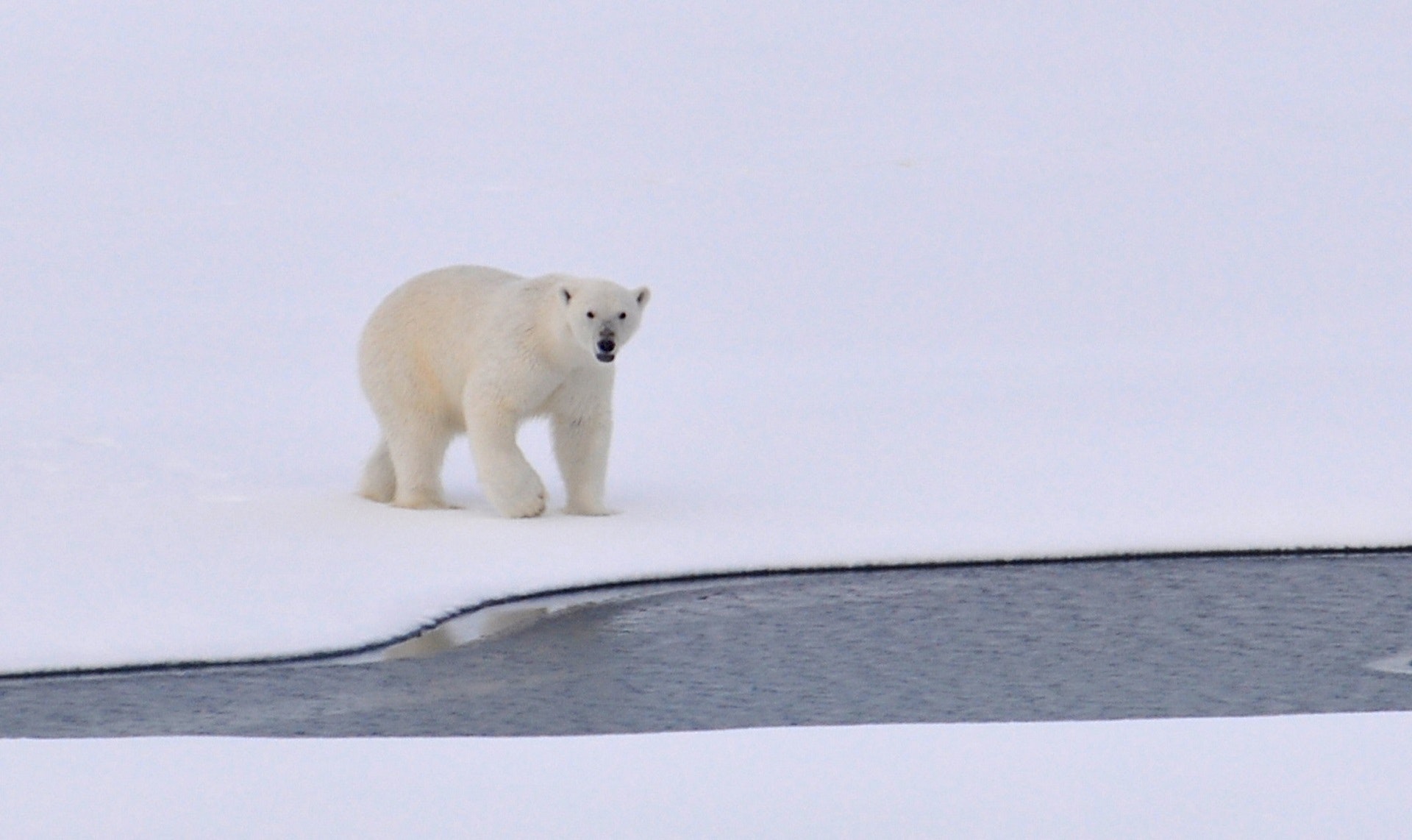 1,Best Polar Bear Photo · 100% Free Downloads
