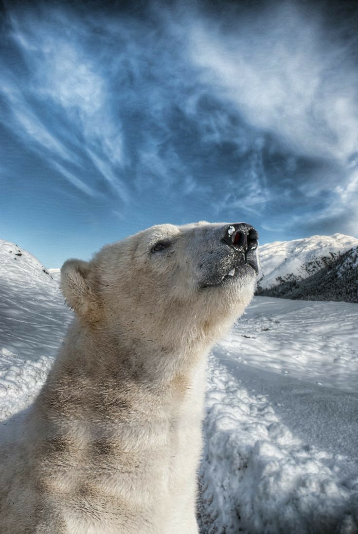 Best Polar Bear Wallpaper! ideas. polar bear, polar, bear