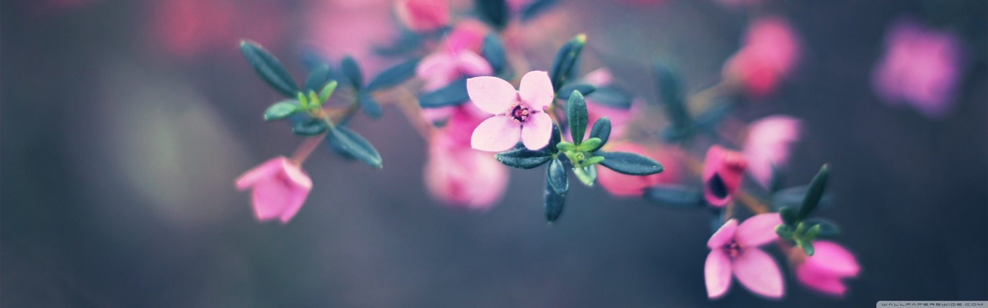 Four Petals Flower Ultra HD Desktop Background Wallpaper for 4K UHD TV, Multi Display, Dual Monitor, Tablet