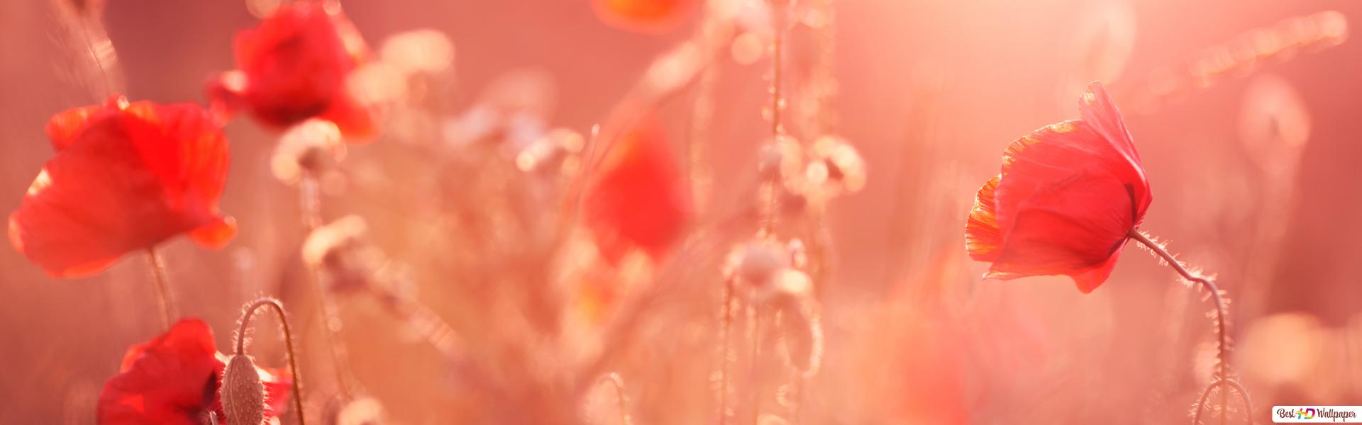 Poppy flower HD wallpaper download