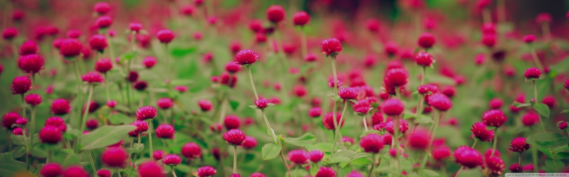 Red Flowers Field Ultra HD Desktop Background Wallpaper for 4K UHD TV, Multi Display, Dual Monitor, Tablet