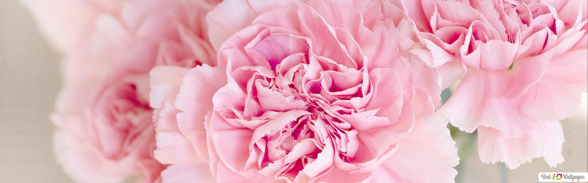 Lovely Clove Pink (Carnation Flower) HD wallpaper download