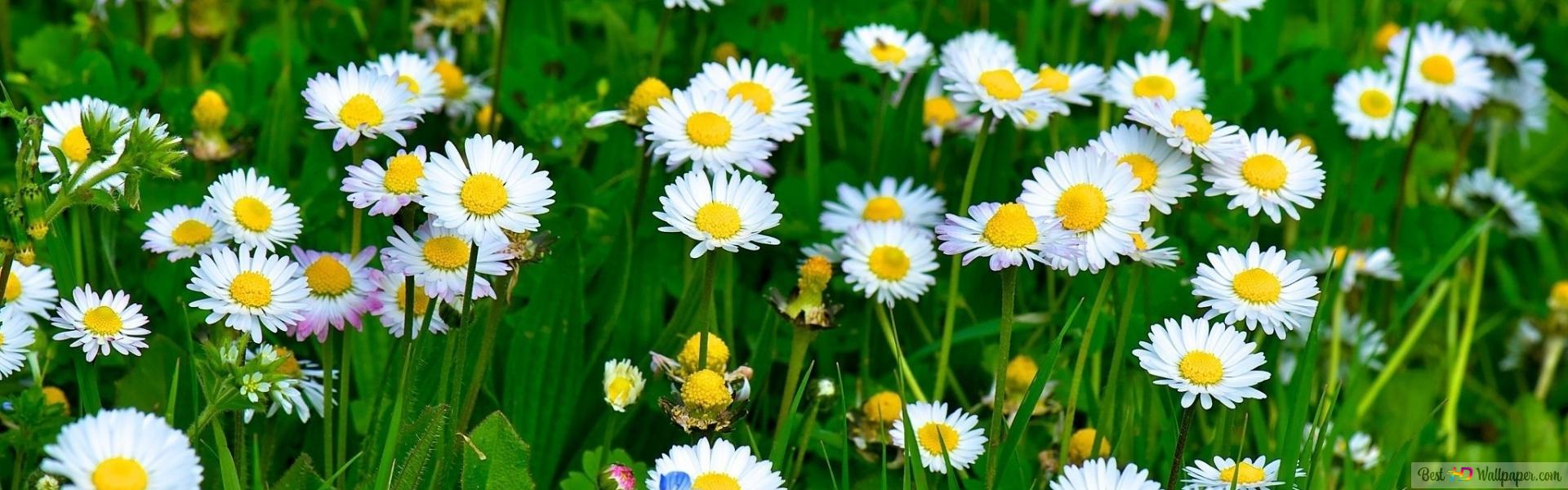 Daisy flowers HD wallpaper download