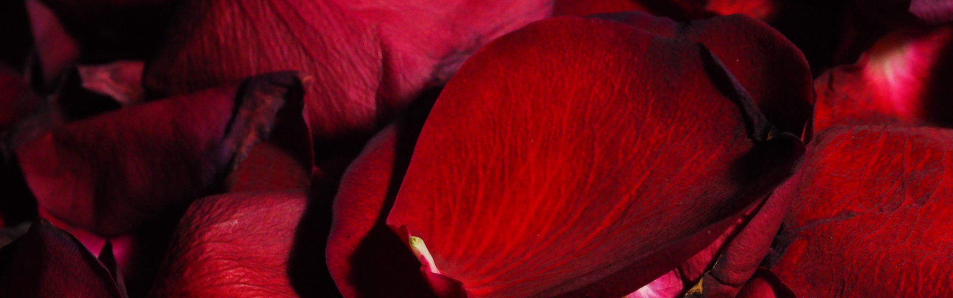 Rose. The Flowers Series