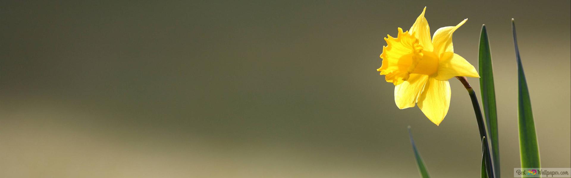 Blur Shot Of Long Leaved Yellow Daffodil Flower HD Wallpaper Download