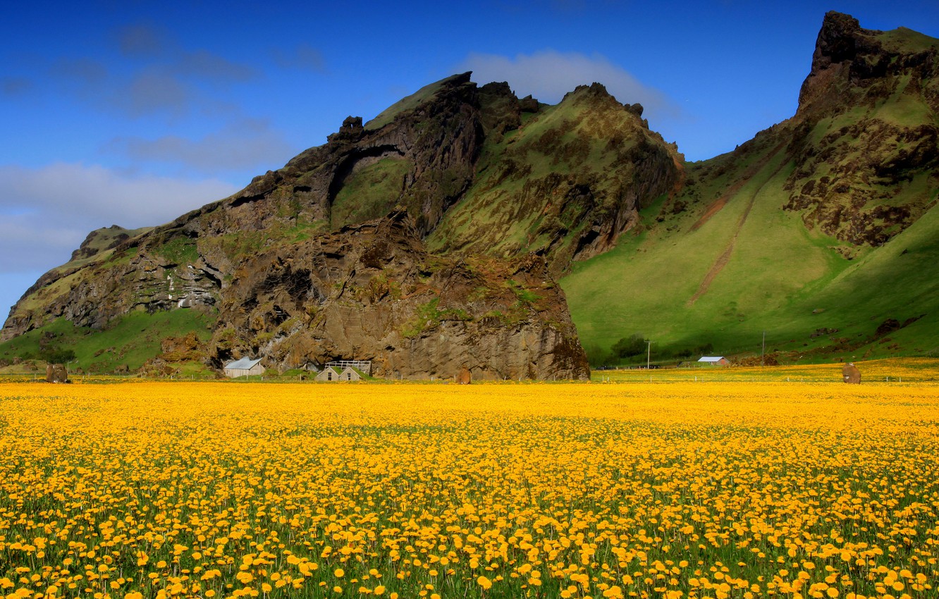 Wallpaper field, the sky, flowers, mountains, spring, valley, dandelions, yellow image for desktop, section природа