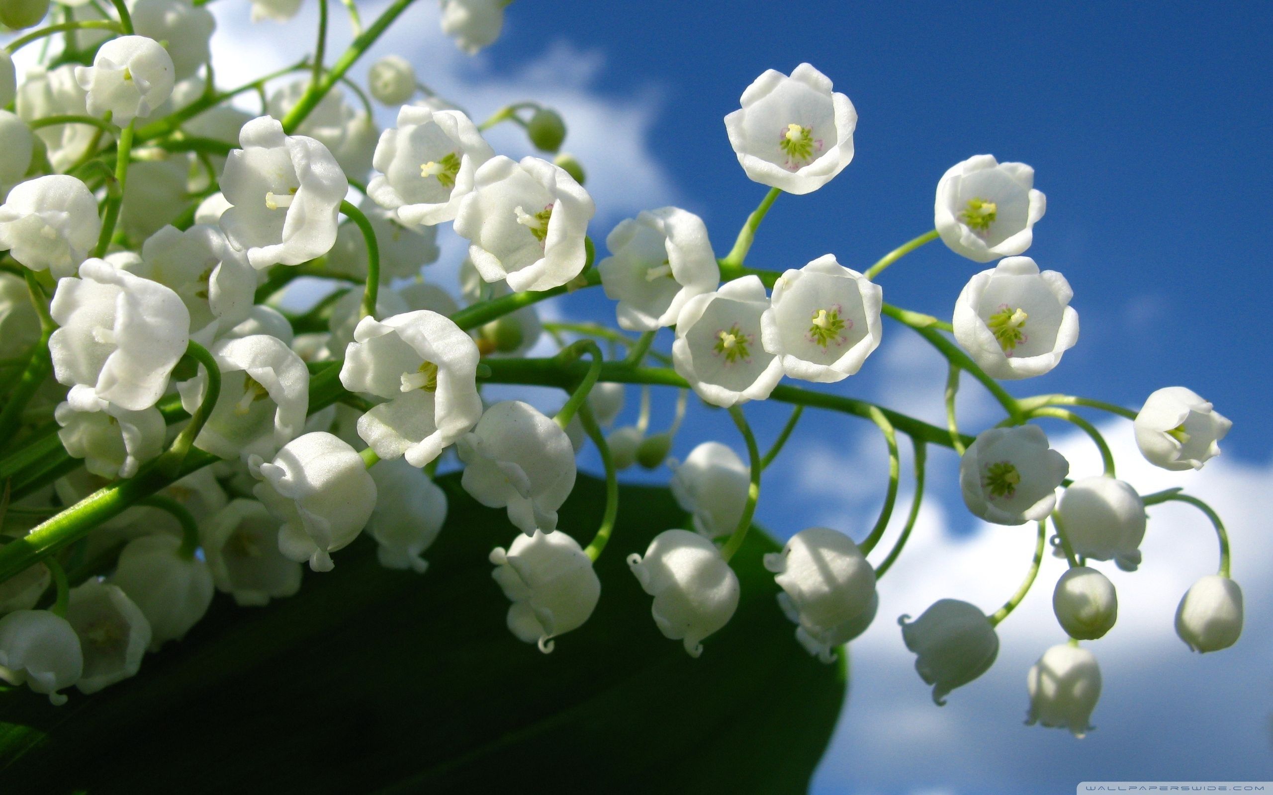 Lily of the Valley Desktop Wallpaper