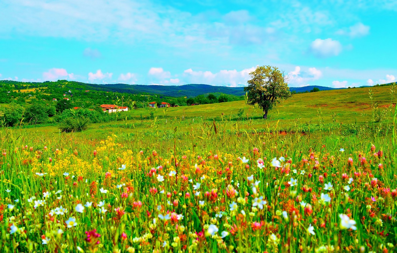 Wallpaper Flowers, Nature, Field, Spring, Nature, Flowers, Spring, Field image for desktop, section пейзажи