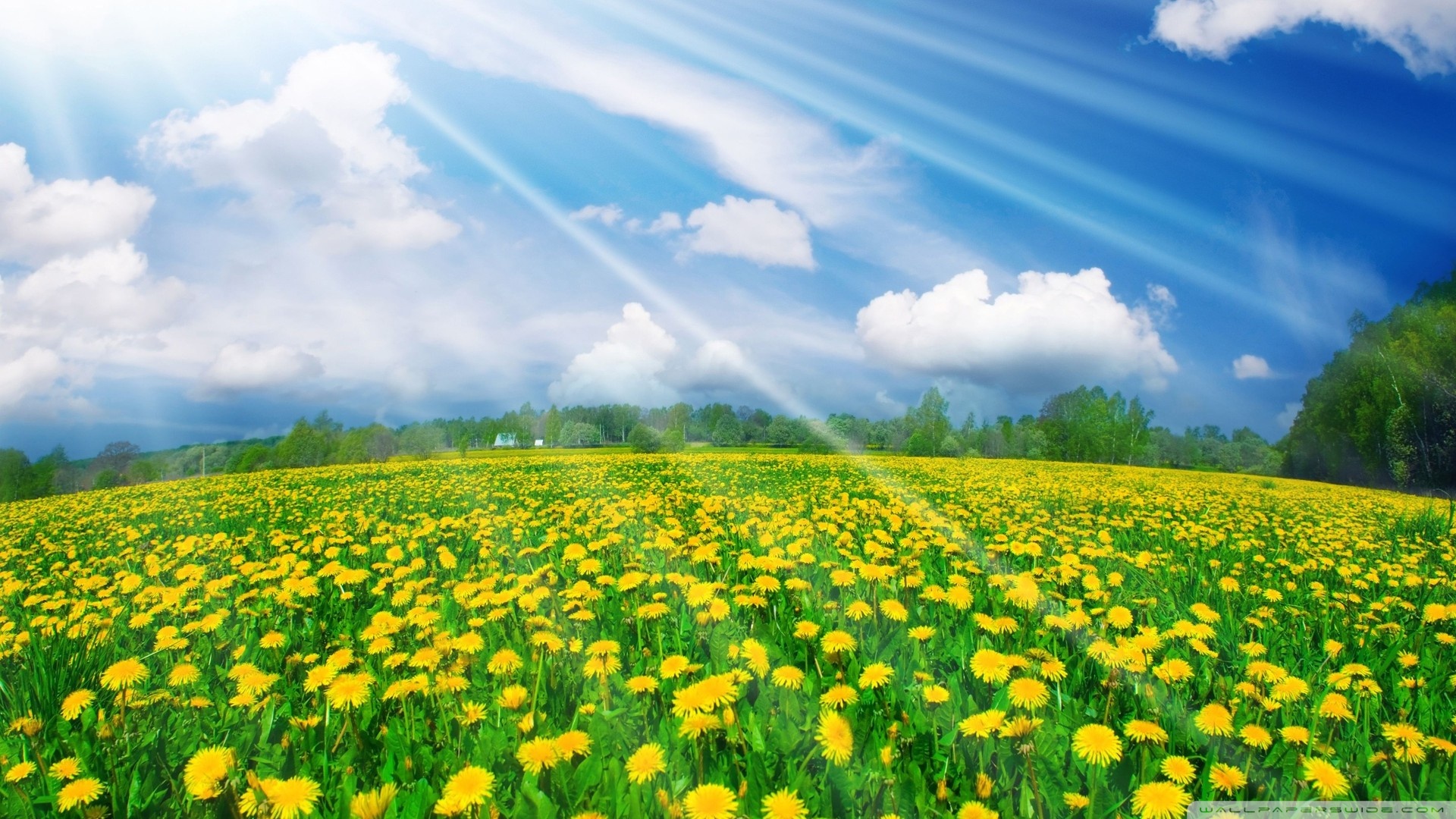 Spring Field Ultra HD Desktop Background Wallpaper for 4K UHD TV, Widescreen & UltraWide Desktop & Laptop, Tablet