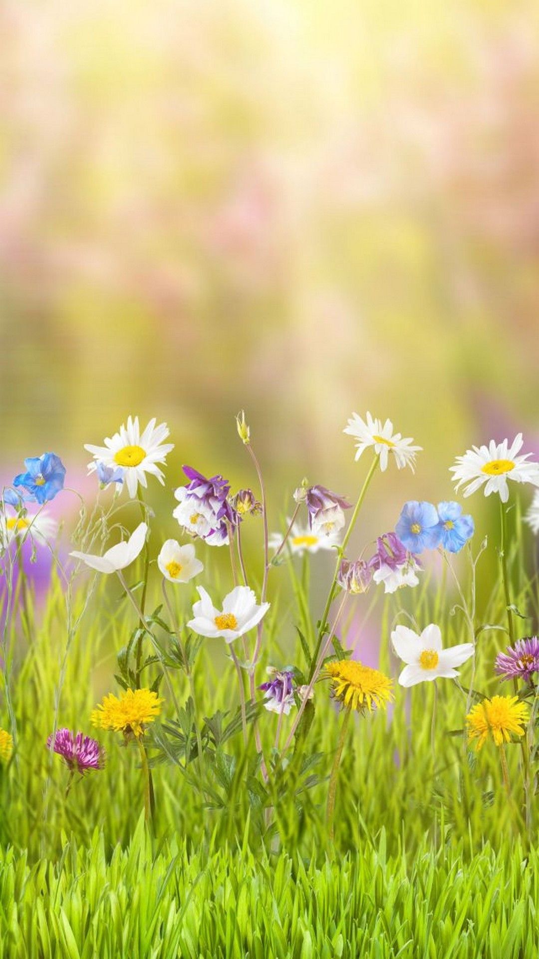 Spring Screen Wallpaper 43 Best Free Spring Screen Background For Tablet. Spring wallpaper, iPhone 7 wallpaper, Spring image