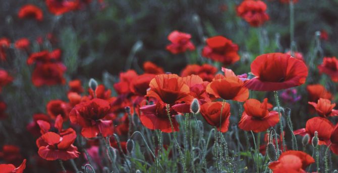 Poppies, flower field, meadow, spring wallpaper, HD image, picture, background, f7fa36