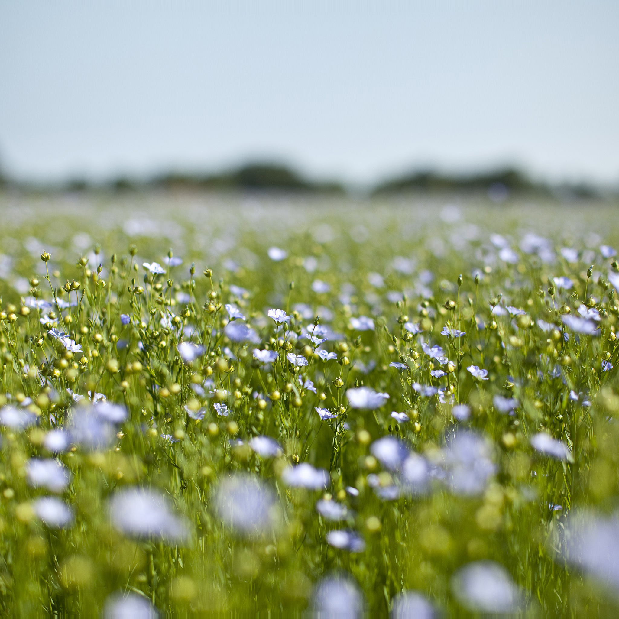 Field Spring Wallpapers - Wallpaper Cave