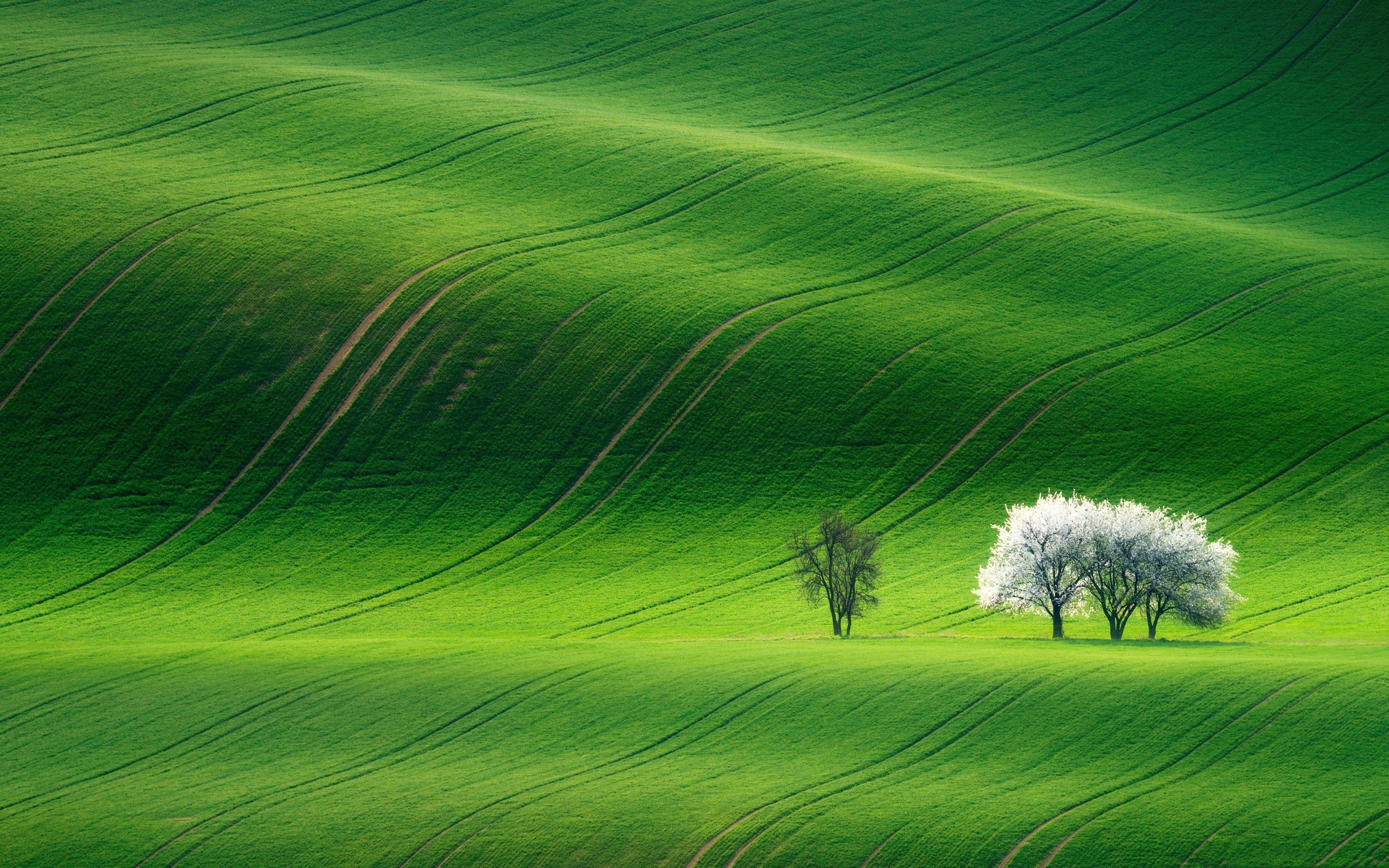 Wallpaper Spring, green fields, trees 2880x1800 HD Picture, Image