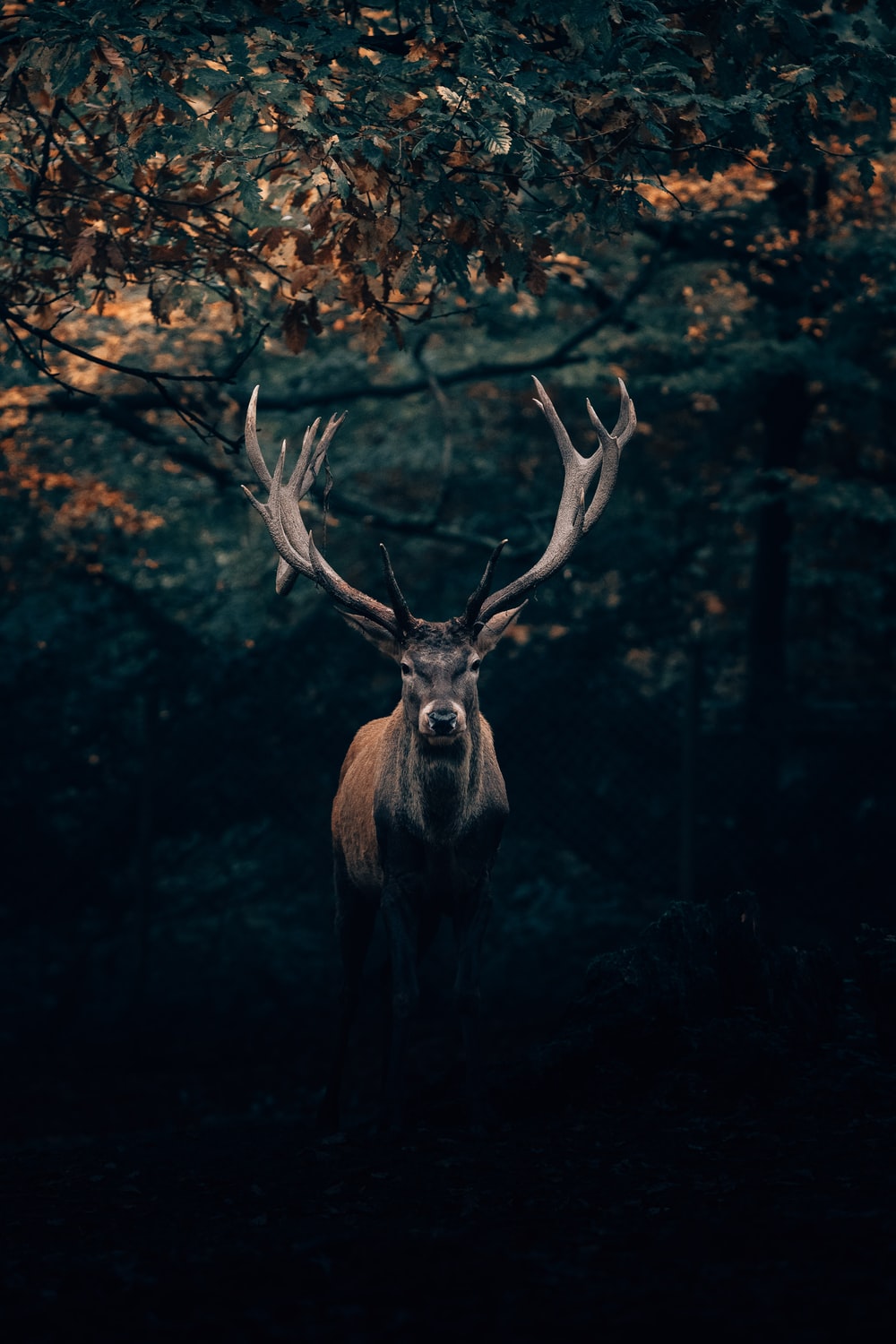 Deer Head Picture. Download Free Image
