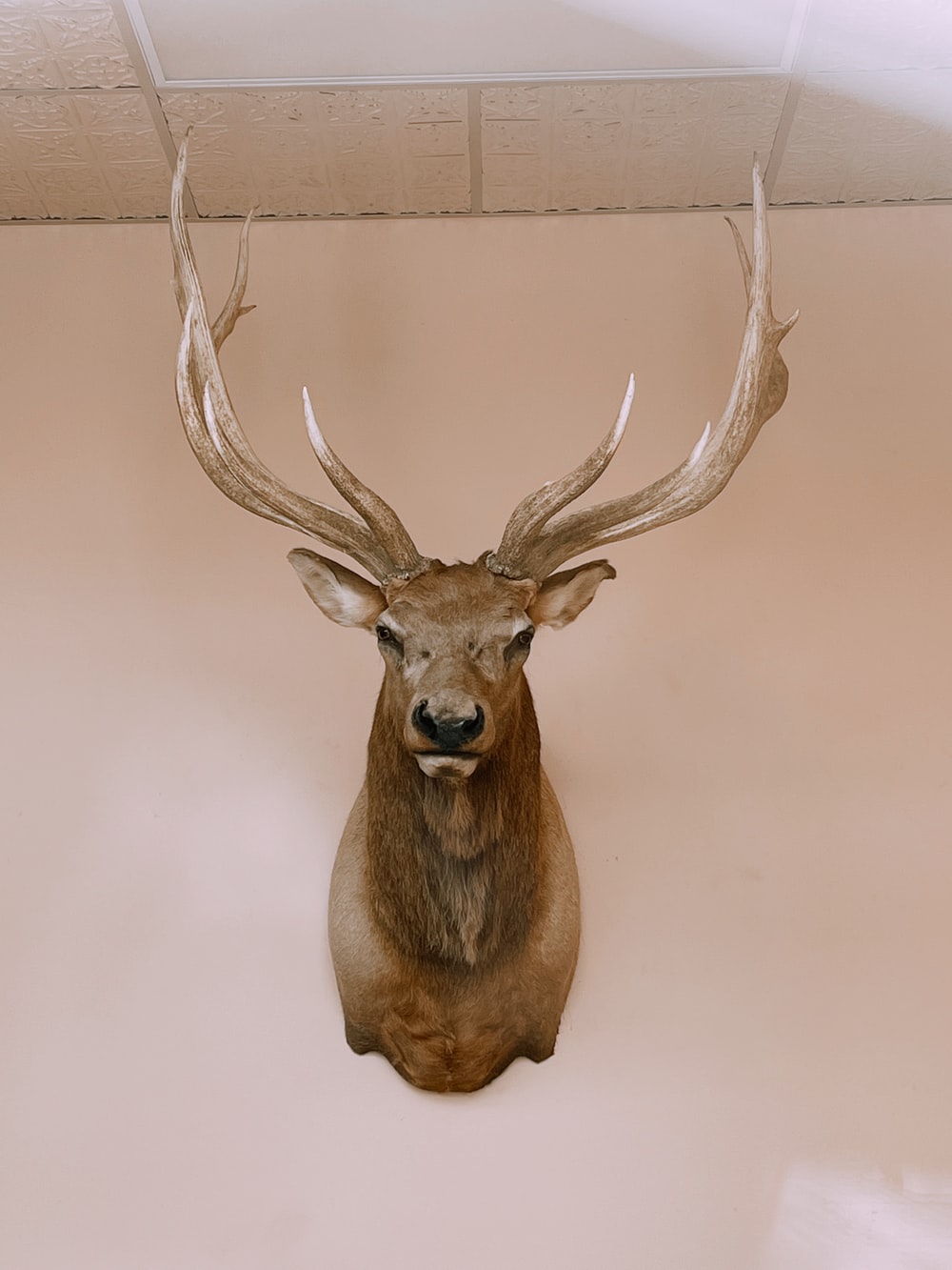 brown deer head mount on white wall photo