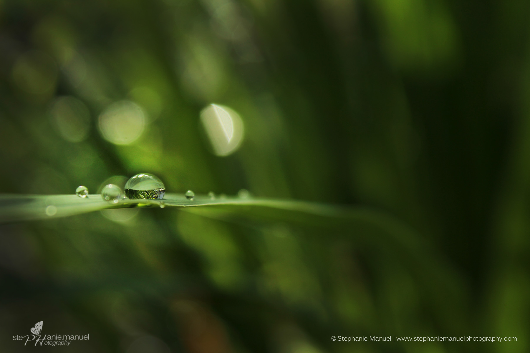 MORE MICROCOSM Manuel Photography