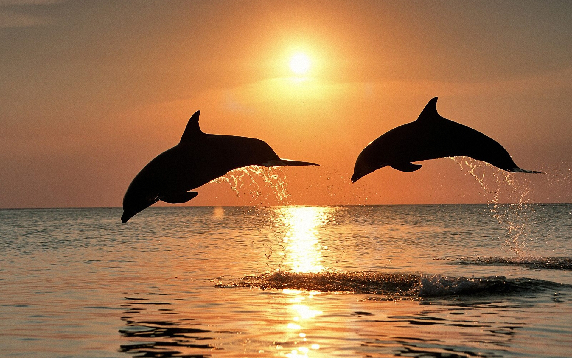 Dolphin Wallpaper HD
