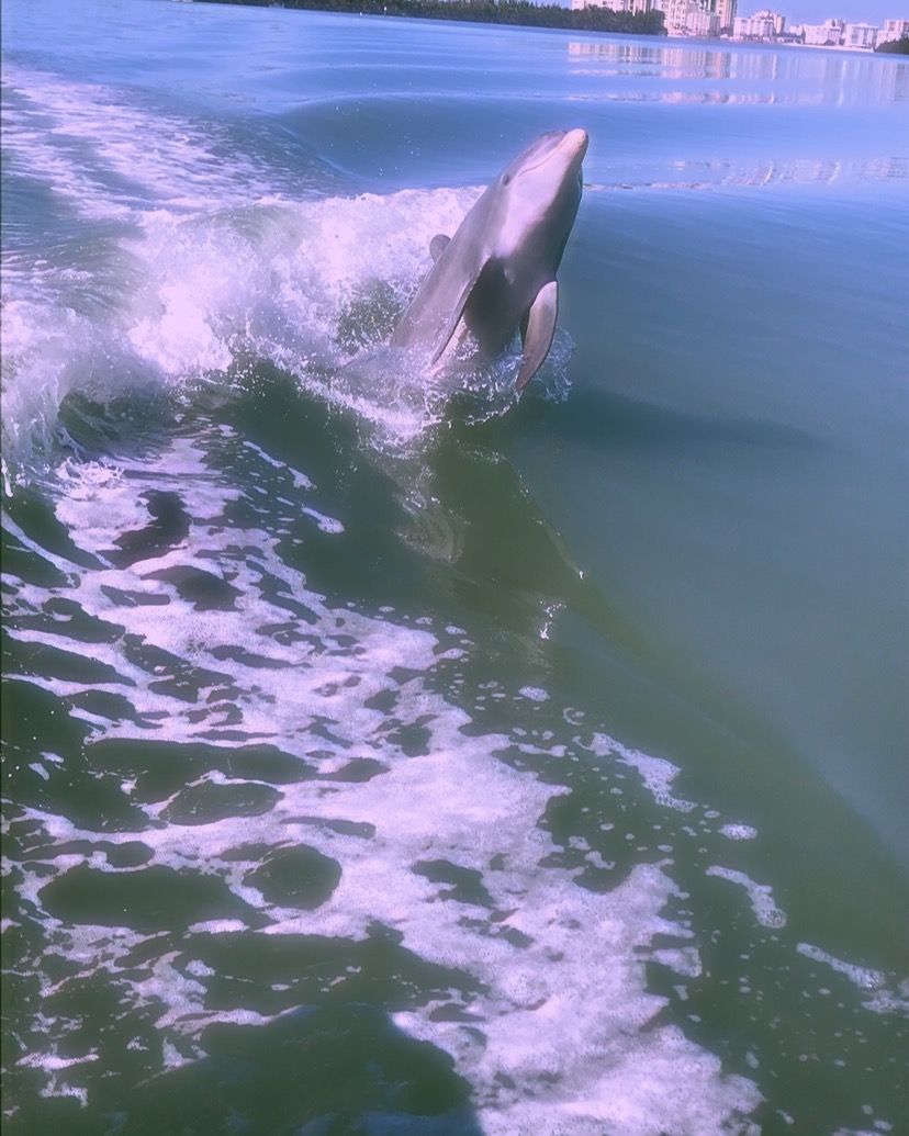 summer. Dolphin photo, Ocean animals, Beach picture