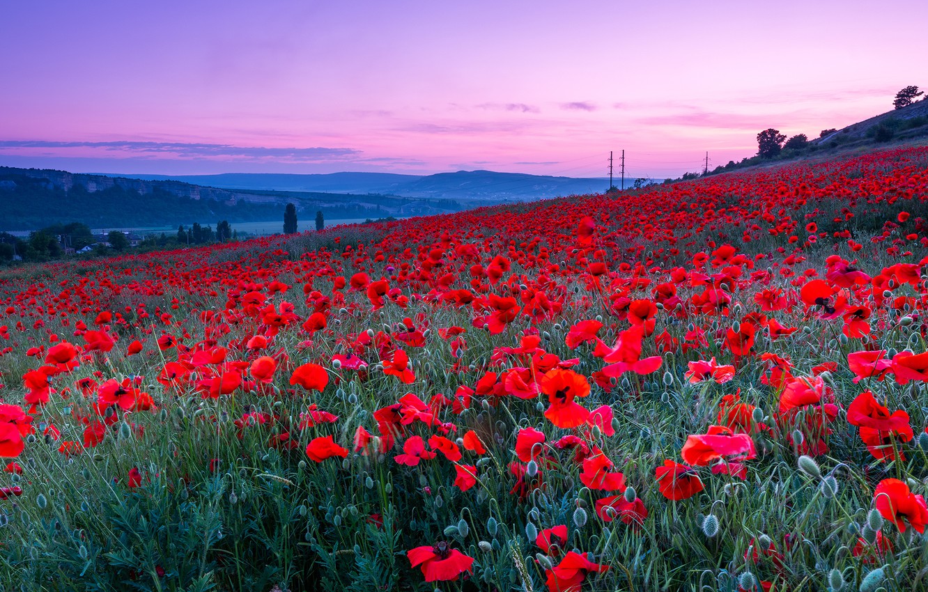 Wallpaper summer, landscape, flowers, nature, dawn, Maki, morning, slope image for desktop, section пейзажи