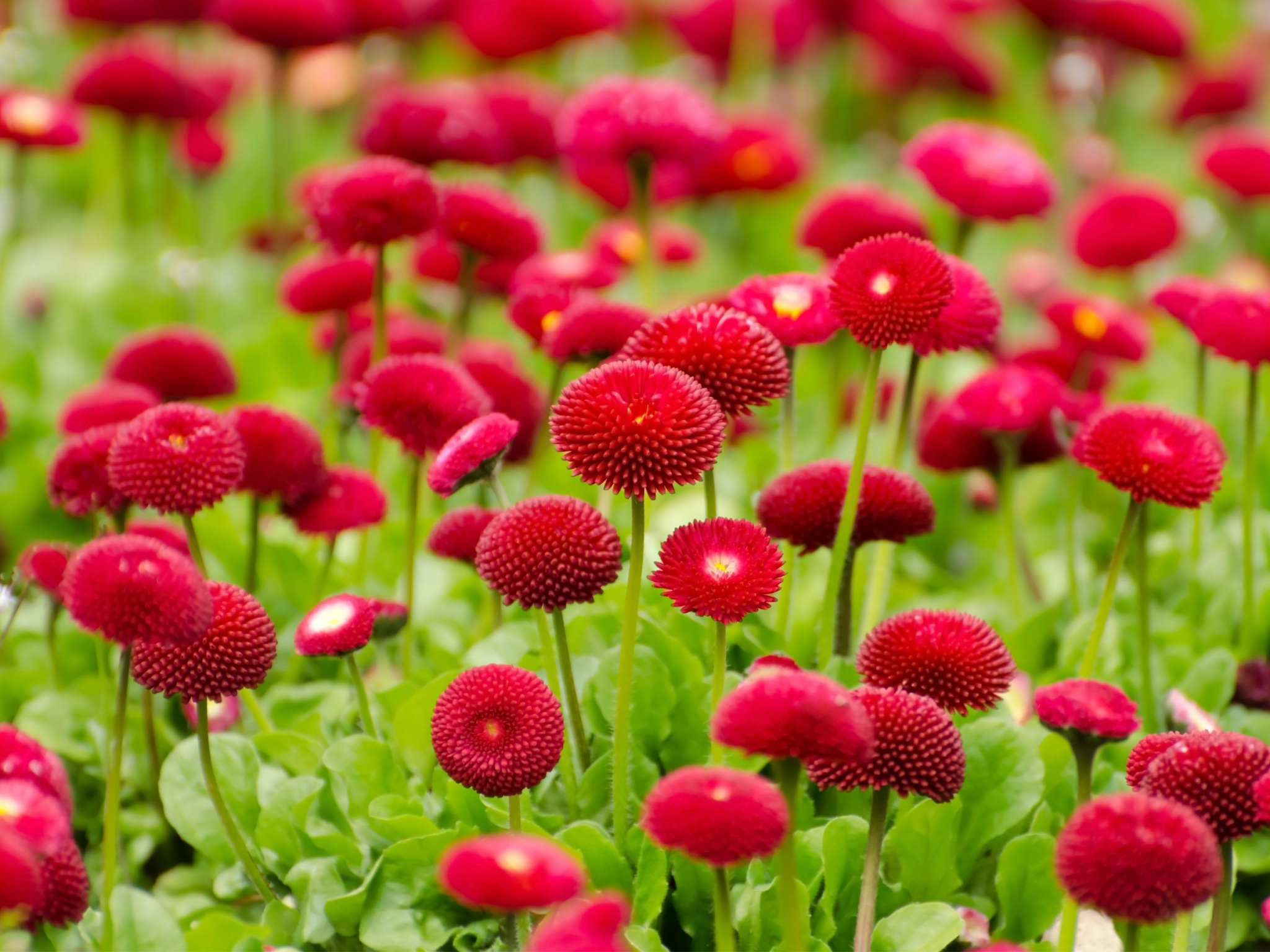 Wallpaper 4k Summer Red Flowers Wallpaper