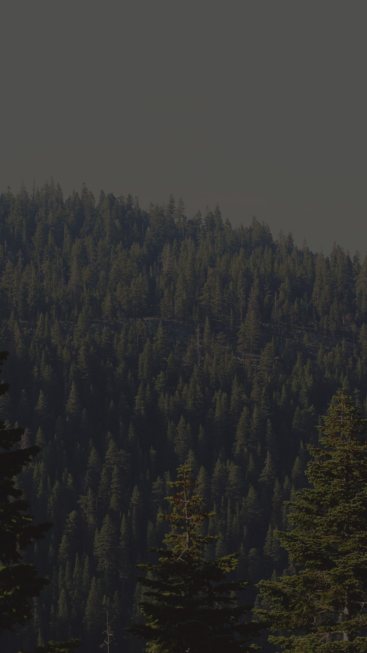 iPhone X wallpaper. tree wood mountain nature dark green