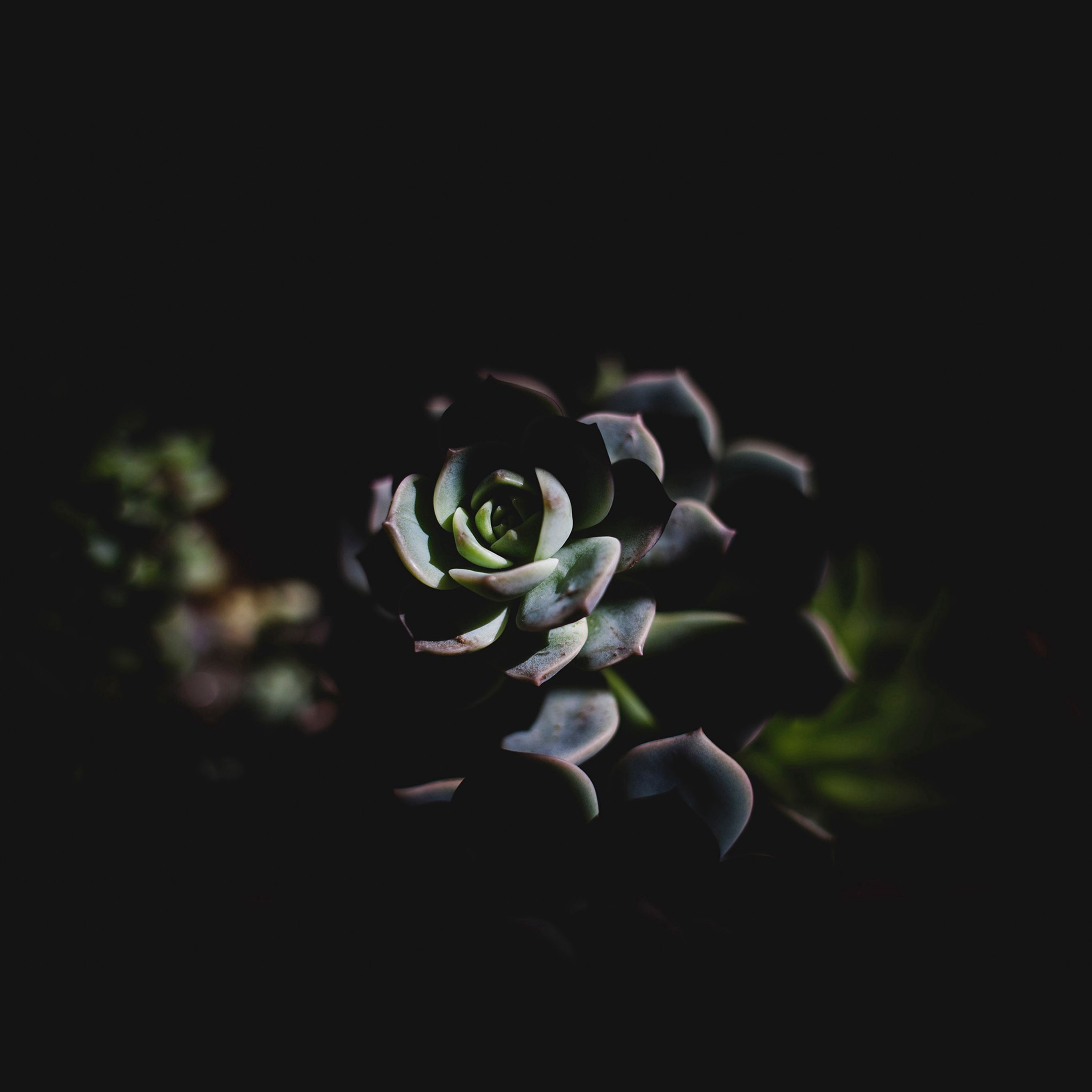 Flower Dark Green Nature iPad Pro Wallpaper Free Download