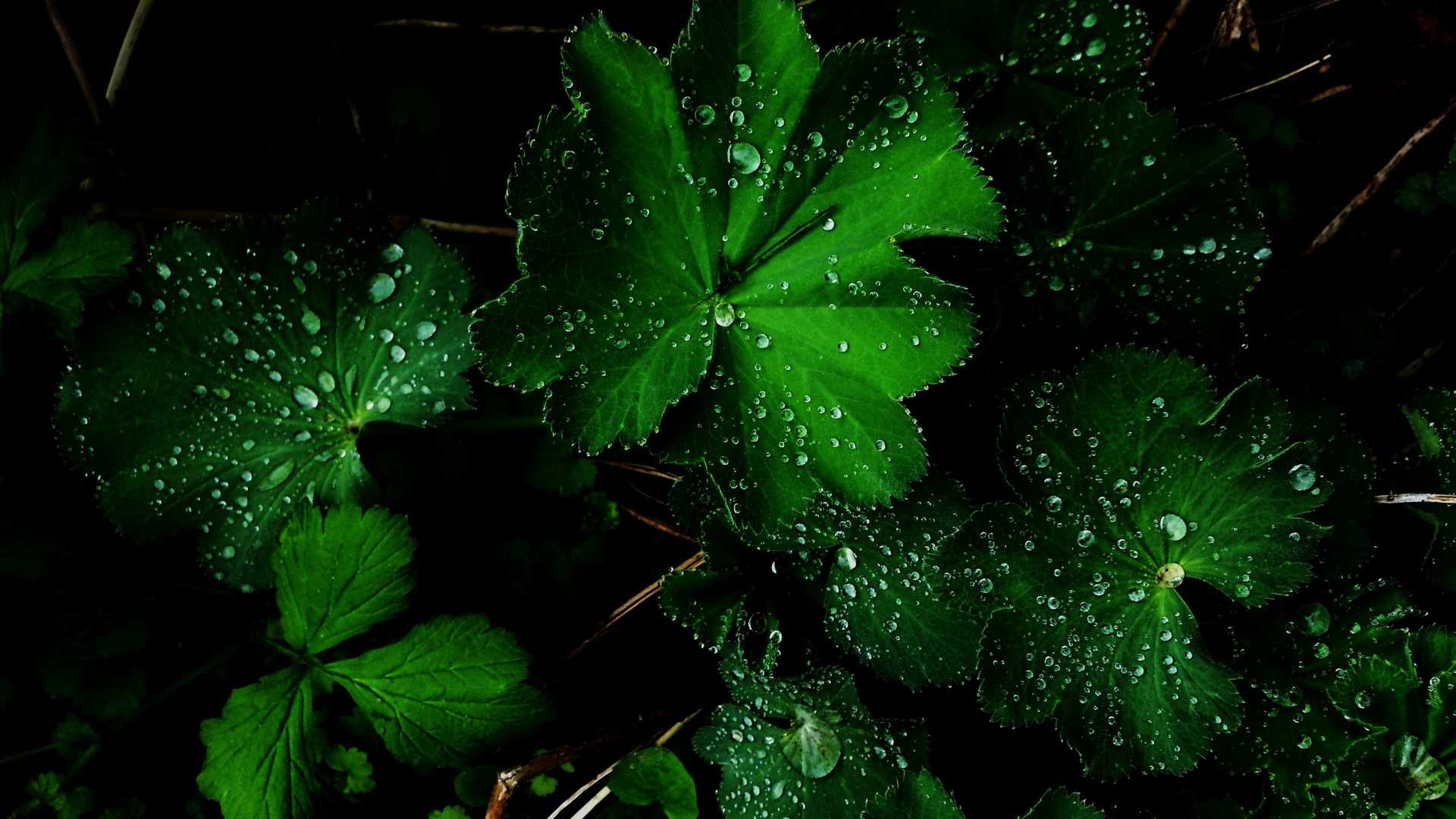 Free download Dark Green Wallpaper Collection For Download [1920x1080] for your Desktop, Mobile & Tablet. Explore Dark Green Wallpaper. Dark Green Wallpaper for Walls, Dark Green Wallpaper HD, Green