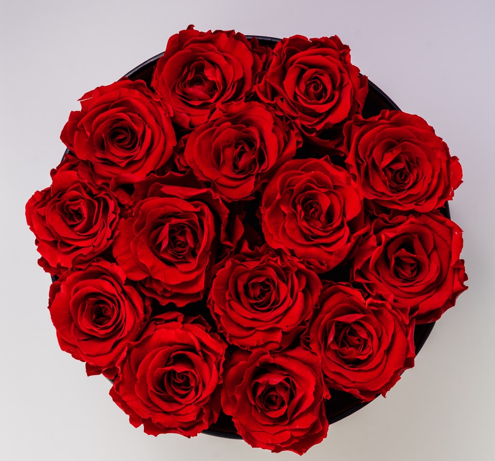 Rose Bouquet Picture. Download Free Image